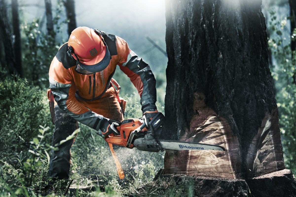 Cutting tree with Chainsaw