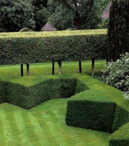Perfectly manicured hedge