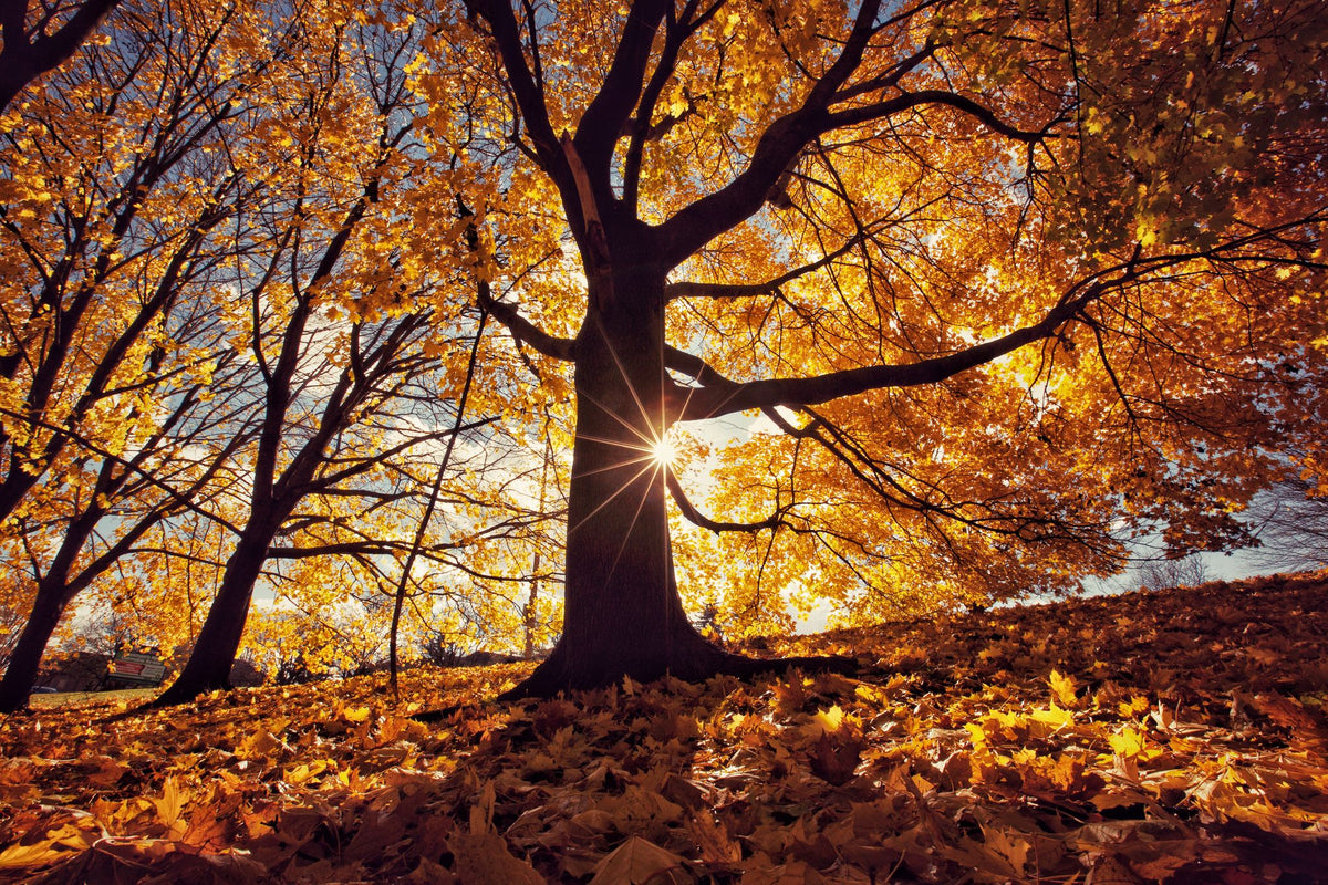 Autumn/Winter Essentials from STIHL