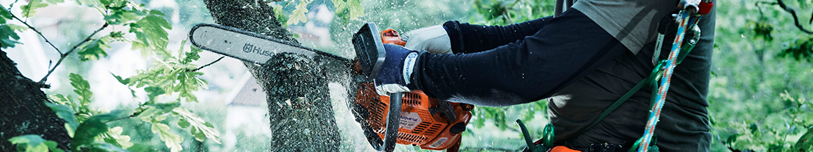 Cutting tree with Husqvarna Chainsaw